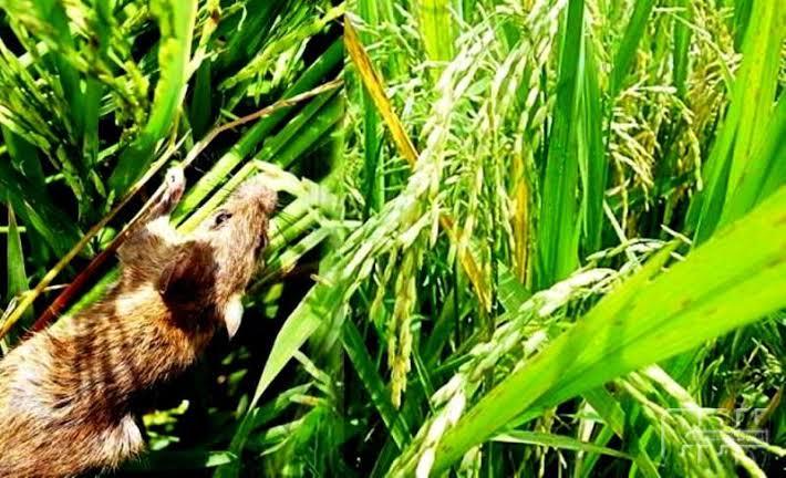 Diserang Tikus, Petani Padi Tubaba Gagal Panen, ini yang dilakukan Dinas Pertanian Tubaba